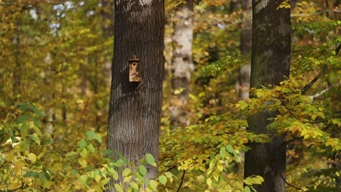 A small birdhouse on the old tall tree. Rough, gnarled bark is covering Stock-Footage 166819181
