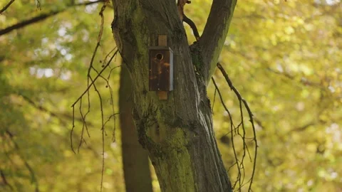 A small birdhouse on the thick knotty tree trunk. Blurry background of Stock Footage 166819118