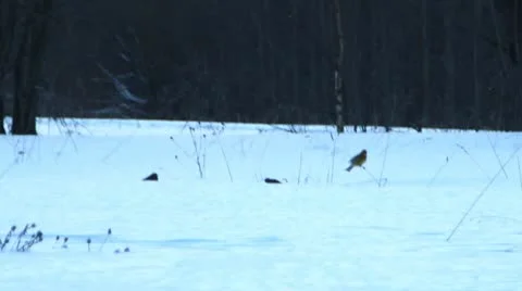 Small birdies spring on snow Stock Footage 22360029