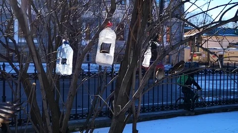 Small birds and feeder Stock Footage 122794436