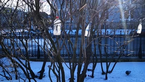 Small birds and feeder Stock Footage 122868062