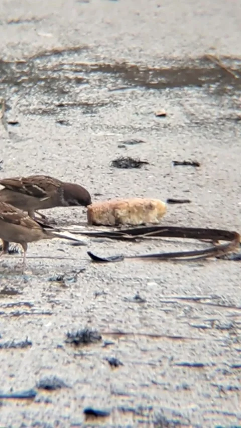 Small birds are eating. Stock-Footage 264087229