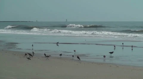 Small birds on the beach during low tide Stock Footage 35830584