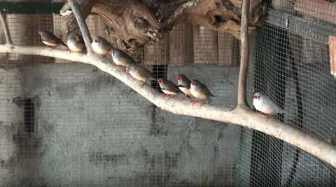 Small birds in a big cage (1) Stock Footage 10680760