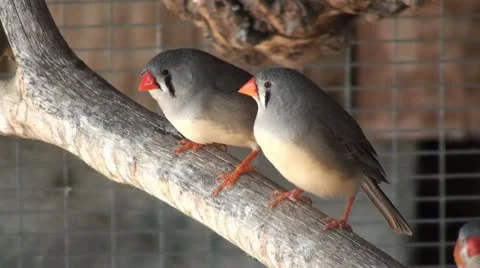Small birds in a big cage (2) Vidéo 10680769