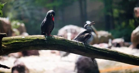 Small Birds on a Branch Video stock 95056078