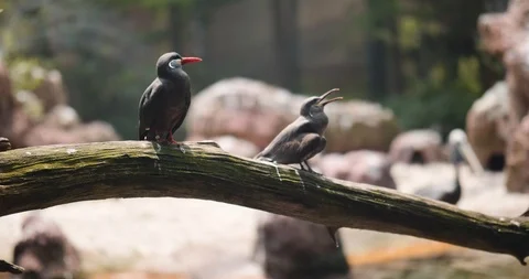 Small Birds on a Branch Stock Footage 95056269