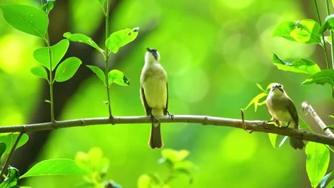  Small Birds on Branch Stock Footage 323140294