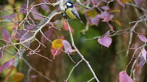 Small birds on the branches of a tree in the autumn park Stock Footage 254641244