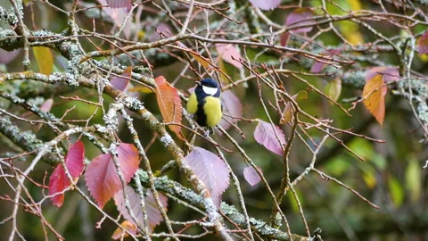 Small birds on the branches of a tree in the autumn park Stock Footage 254641310