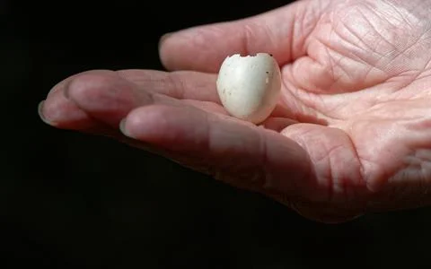 A small bird's egg shell is held in a person's hand Stock Photos