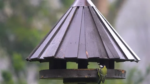 Small birds feed on seeds in the bird feeder Stock Footage 260296286