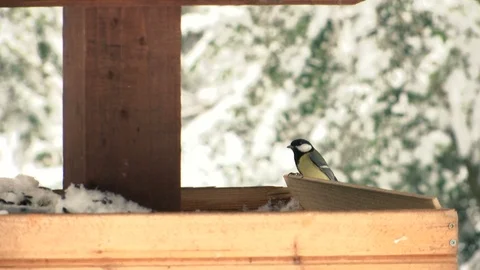 Small birds on the feeder in slow motion Stockbeeldmateriaal 100719394