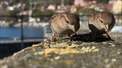 Small birds feeding together – teamwork and survival concept Stock Footage 329003034