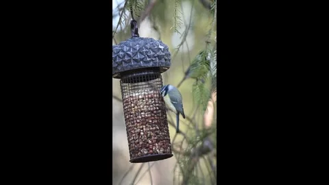 Small birds fighting over a bird feeder Stock Footage 331316221