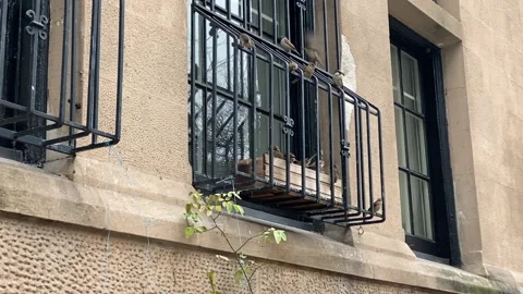 Small Birds flutter around the cast-iron grating outside NYC apartment window. 스톡 동영상 147405983
