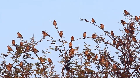 Small birds flying of a tree Stock-Footage 43724166