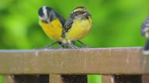 Small birds Vídeos de archivo 8922327