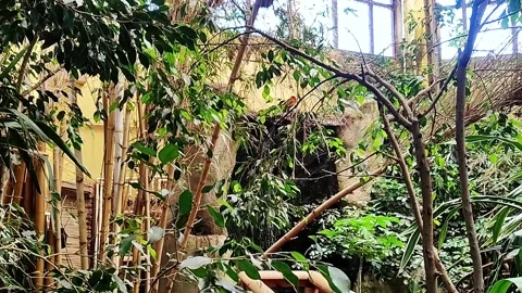 Small birds gather at a bamboo feeder in a lush aviary setting Stock Footage 338409403