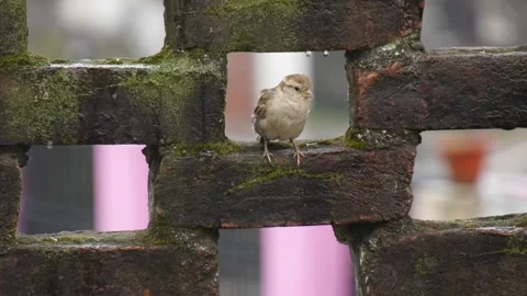 Small birds green background video . full HD video 1080p Stock Footage 169075424