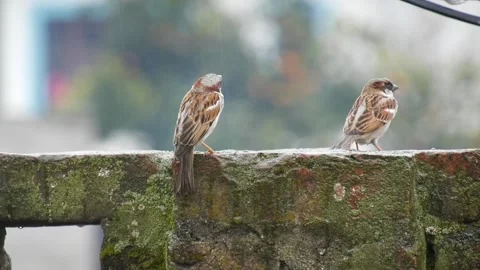 Small birds green background video . full HD video 1080p Stock Footage 169076280