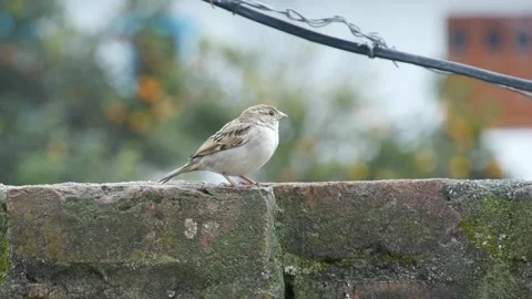 Small birds green background video . full HD video 1080p Stock Footage 169128662