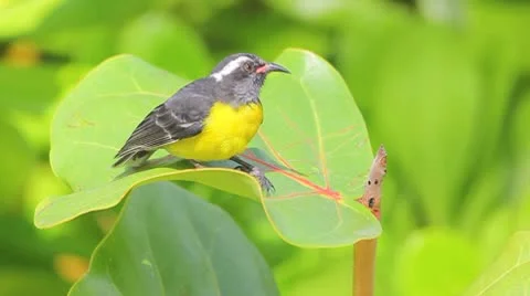 Small birds in the green leaves Stock Footage