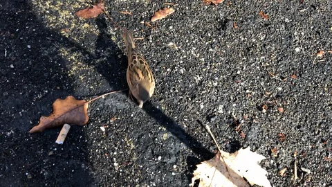 Small birds jumping around on the asphalt. Stock Footage 102051732