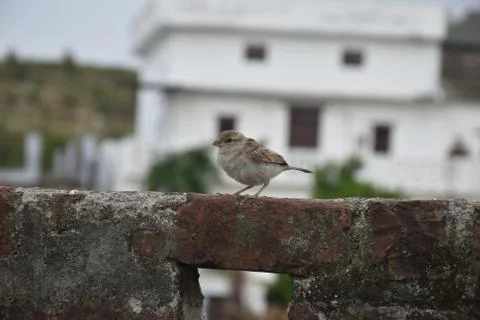 Small birds looking everywhere Stock Photos