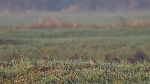 Small birds on the meadow. Lark in its natural environment. (Alauda arvensis). Stock-Footage 74253990