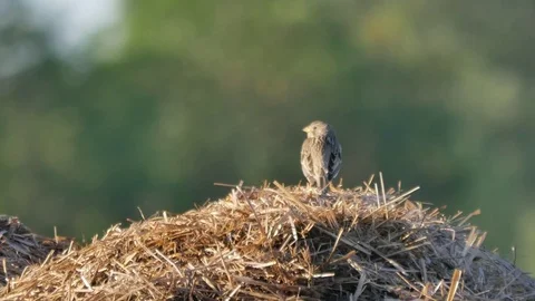 Small birds on the meadow. Lark in its natural environment. Stock Footage 76521029