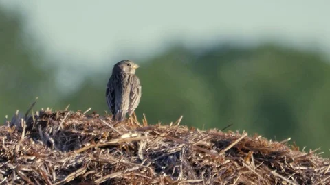 Small birds on the meadow. Lark in its natural environment. Vidéo 76522895