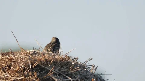 Small birds on the meadow. Lark in its natural environment. Vídeo Stock 76522972