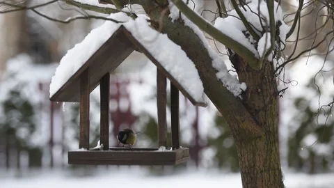 Small birds near feedbox Stock Footage 101685003