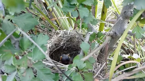 Small bird's nest Stock Footage 137043490