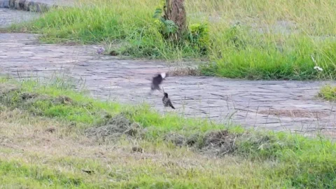 Small birds in park Vidéo 347760653