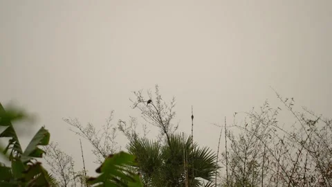 Small birds perched on bamboo branches against overcast sky. Video stock 334606385
