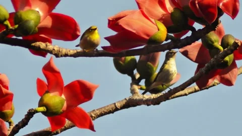Small birds perched on blooming red kapok tree branches in spring season Video stock 342242199