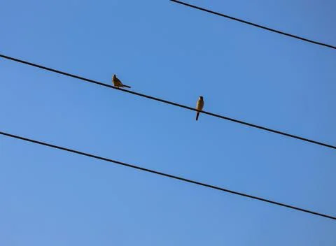 Small birds perched on a diagonal electrical power line Stock Photos