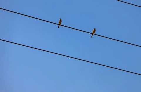 Small birds perched on a diagonal electrical power line Stock Photos