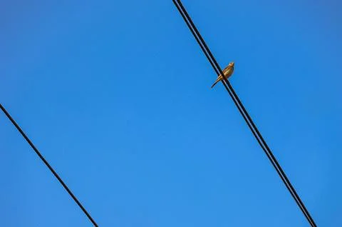 Small birds perched on a diagonal electrical power line Stock Photos