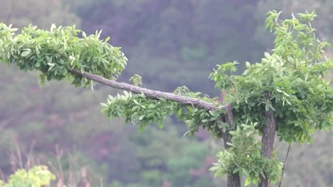 Small Birds Perched on a Tree Branch in a Lush Mountainous Landscape, China Vídeos de archivo 337276130