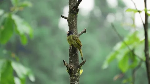 Small Birds Perched on Tree Branches in Serene Natural Landscape Stock Footage 341919187