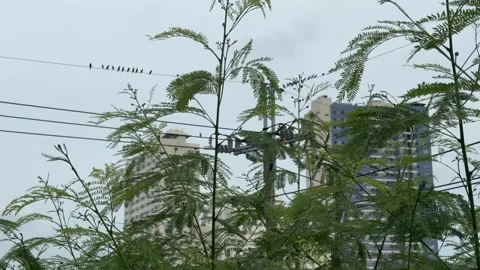 Small birds perched on utility power lines in Taguig City 4K Vídeos de archivo 337950868