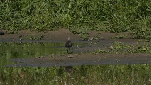 Small birds on the pond Stock Footage 114757565