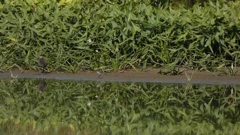 Small birds on the pond Stock Footage 114759291