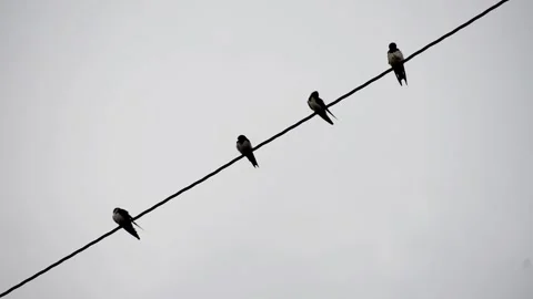Small birds resting and moving on an electric cable in the city. Stock Footage 327894634