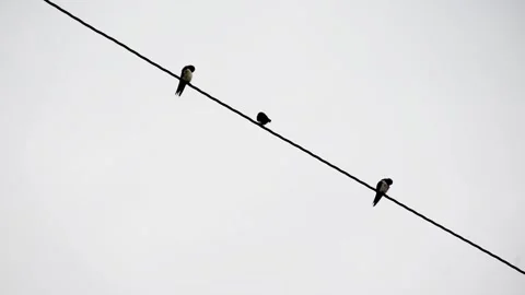 Small birds resting and moving on an electric cable in the city Stock Footage 327896801