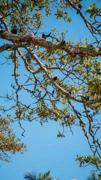 Small birds resting on high tree branches with green foliage Stock Photos