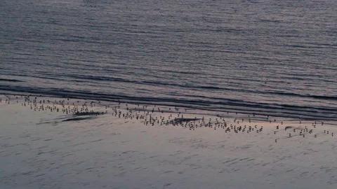 Small Birds sit at the tide line as the waves crash onto the beach Stock-Footage 85739434